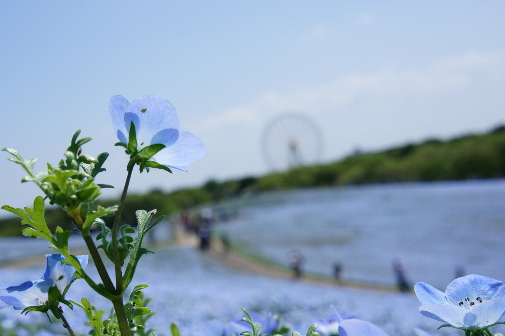 青き花畑