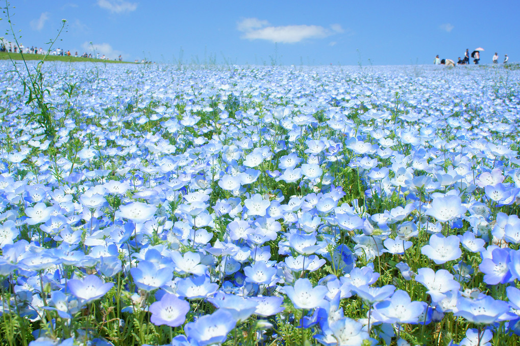 青き花畑