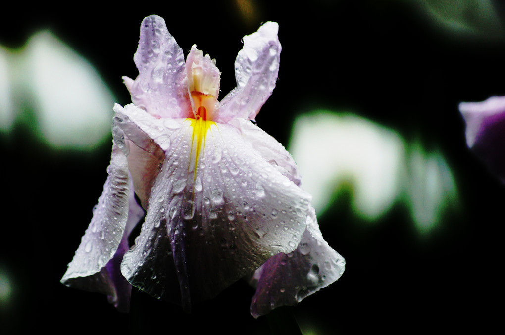 雨中の花菖蒲