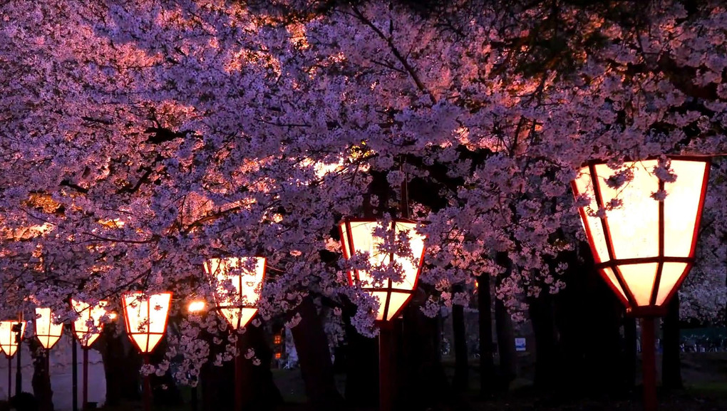 弘前の桜（ライトアップ）