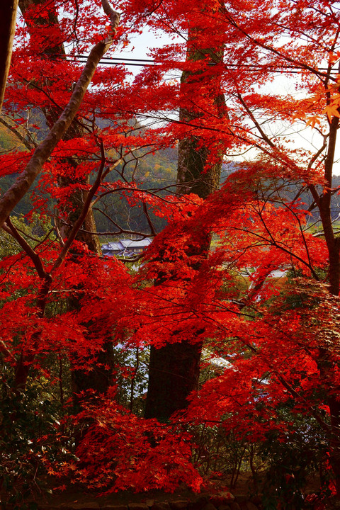 永源寺紅葉