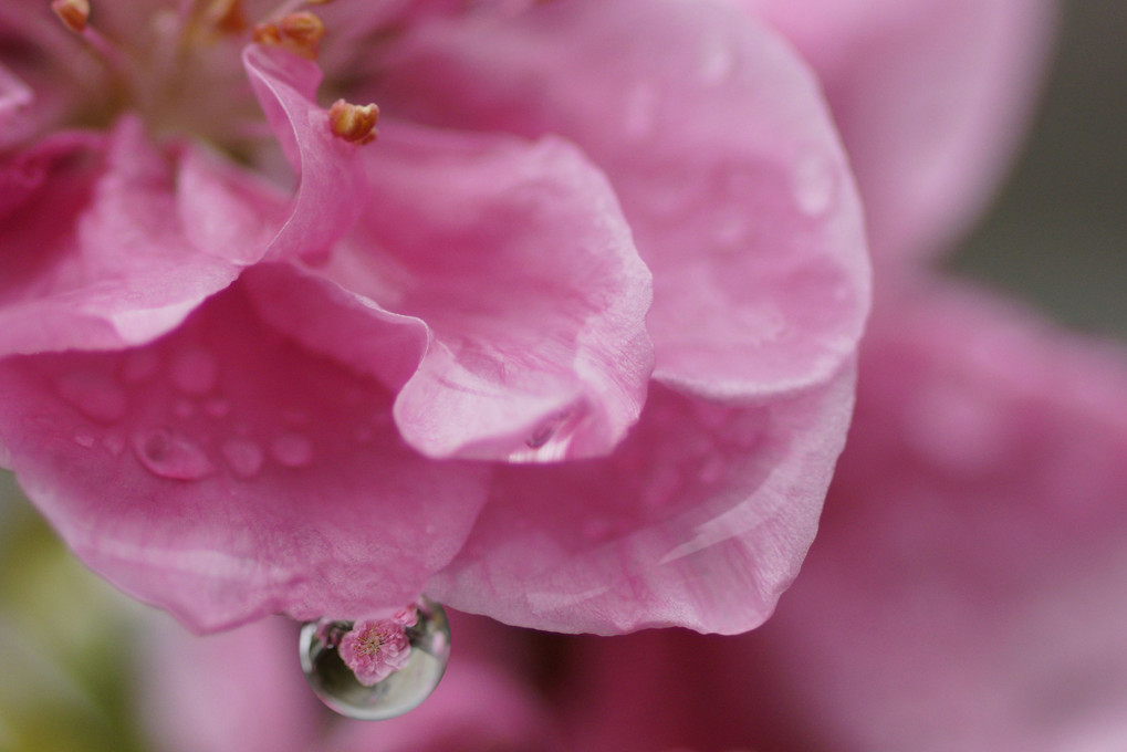 雨上がりの花桃