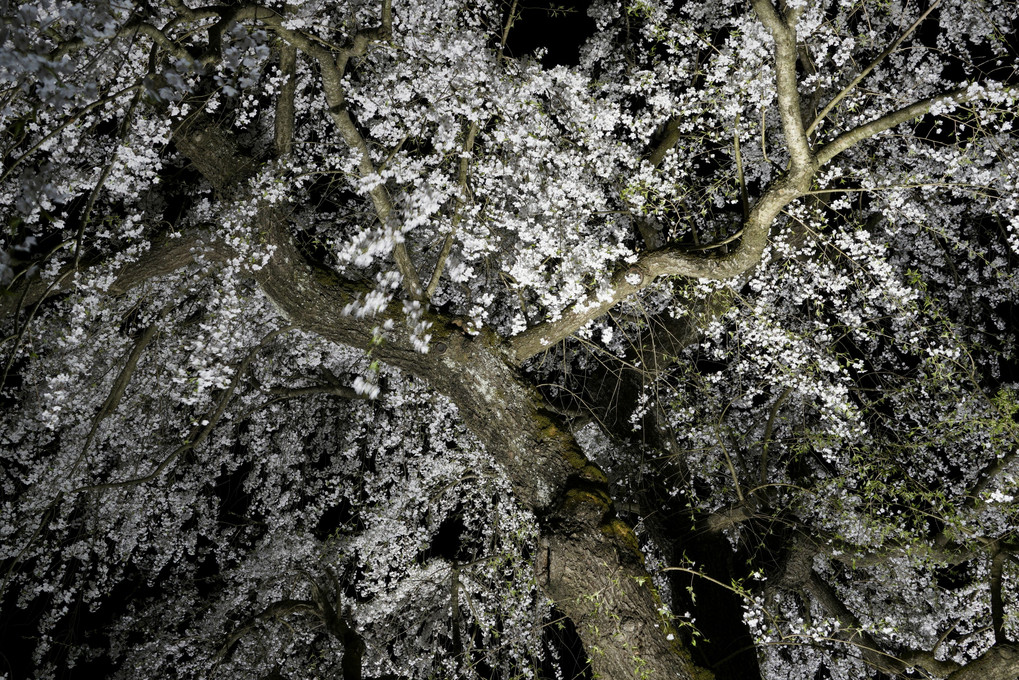 角館のサクラ　サクラ　　Ⅶ　（夜桜）