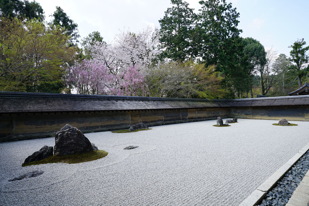 石庭の桜