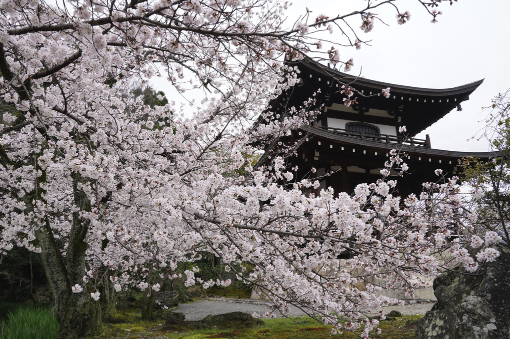 勧修寺の桜