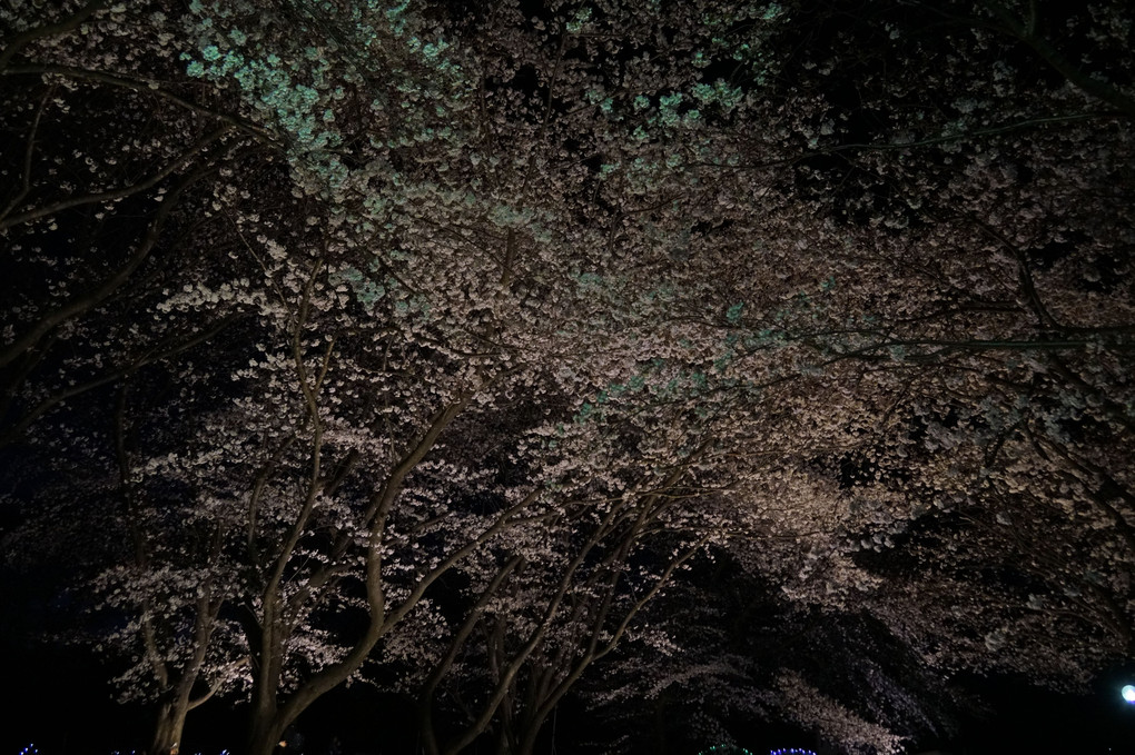 さくらシリーズ　夜桜