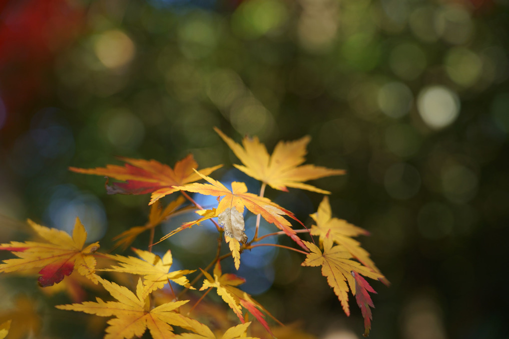 平林寺　小さい秋見つけた。