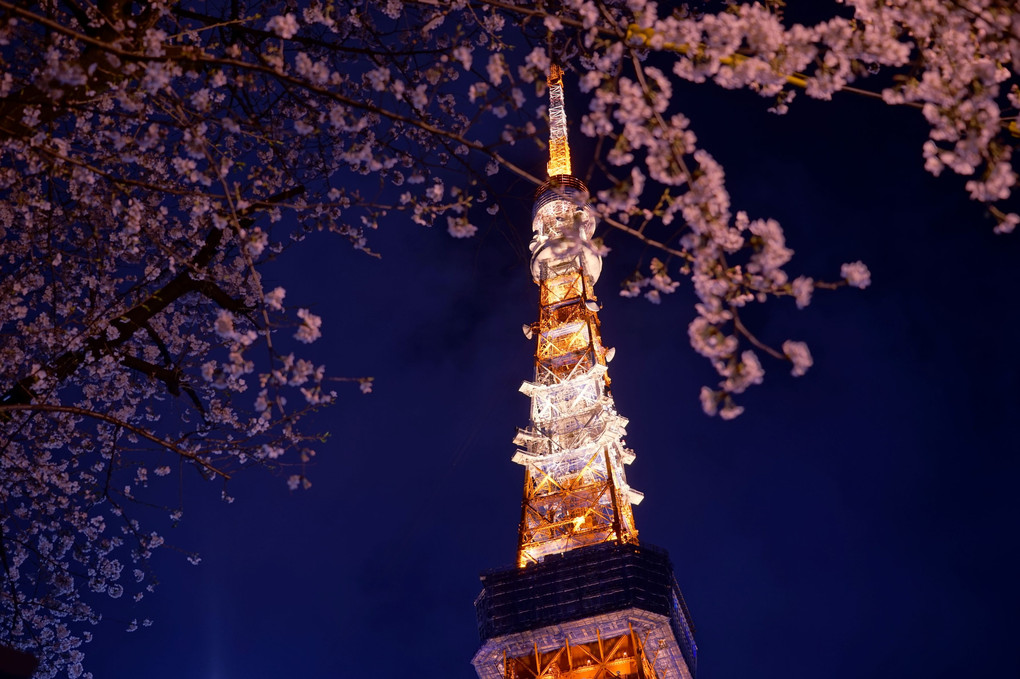 東京タワーの春