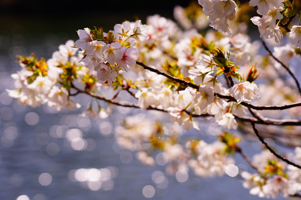 さくら・桜・サクラ　７