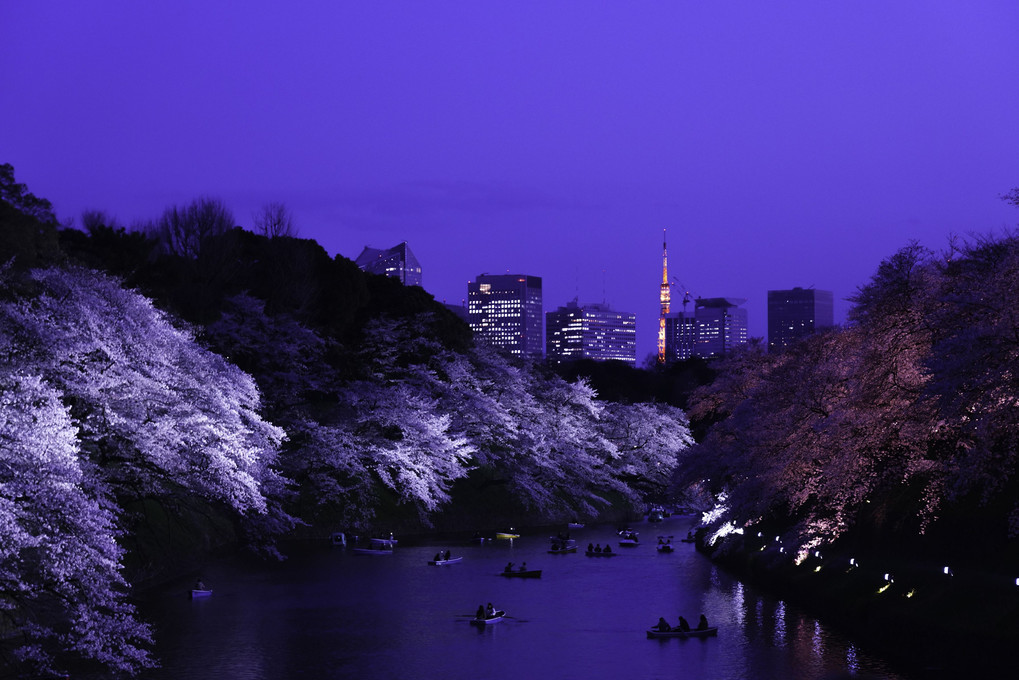 去年の千鳥ヶ淵