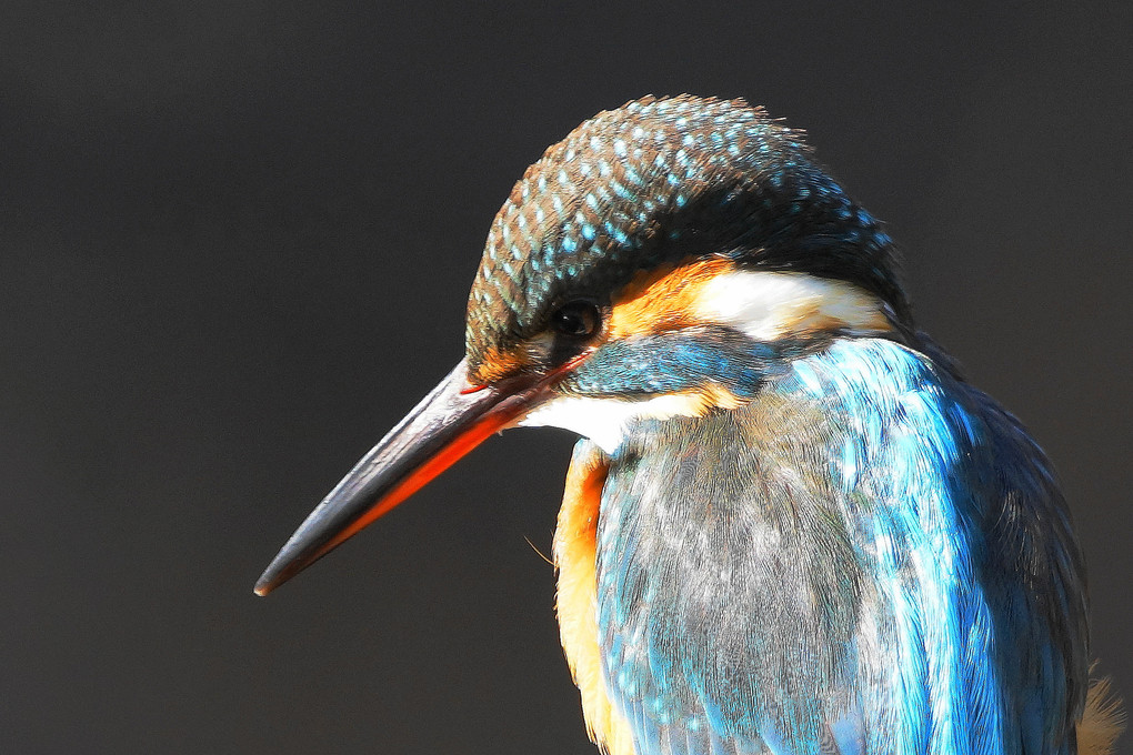 Profile of the kingfisher