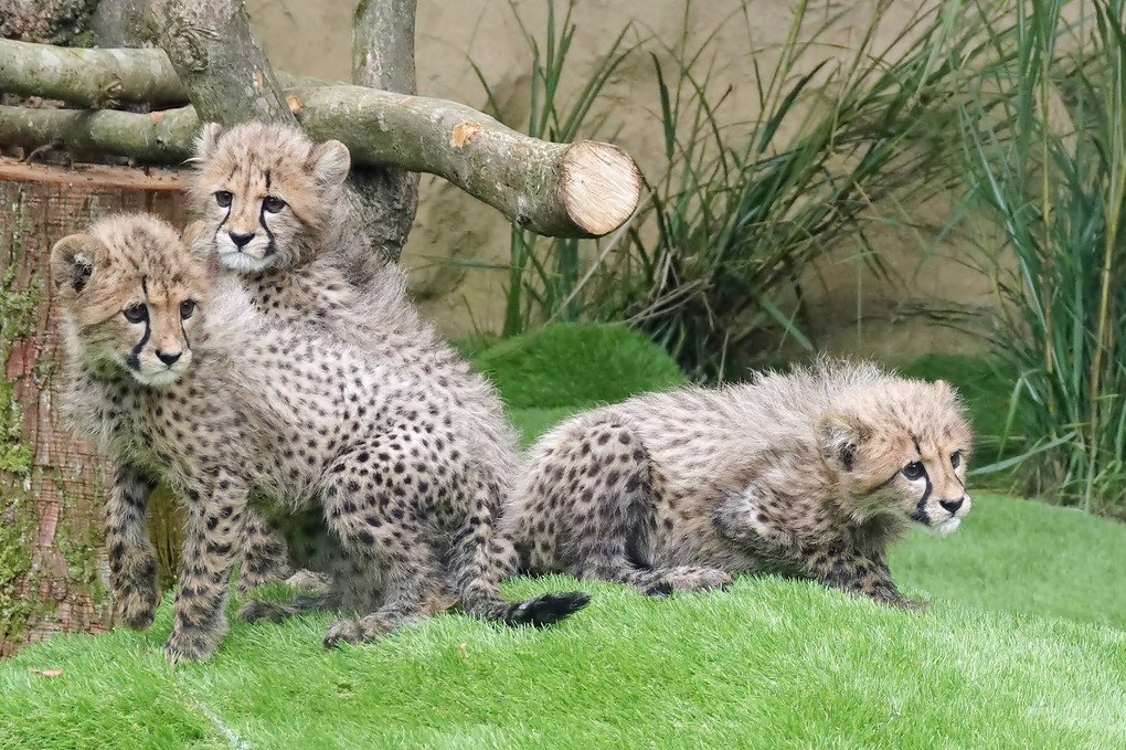 三つ子のチーターに癒されて・・・