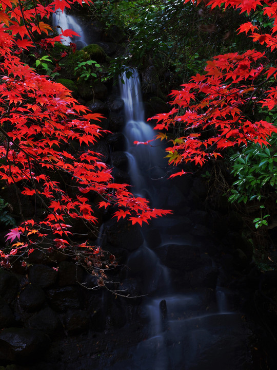真紅の紅葉と滝