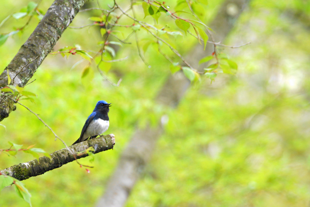 美しき野鳥