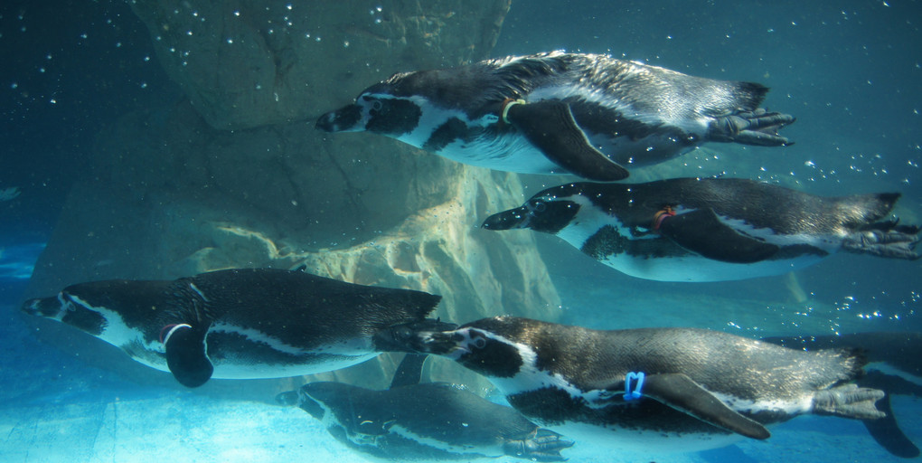 ペンギンの群れ in 大洗水族館