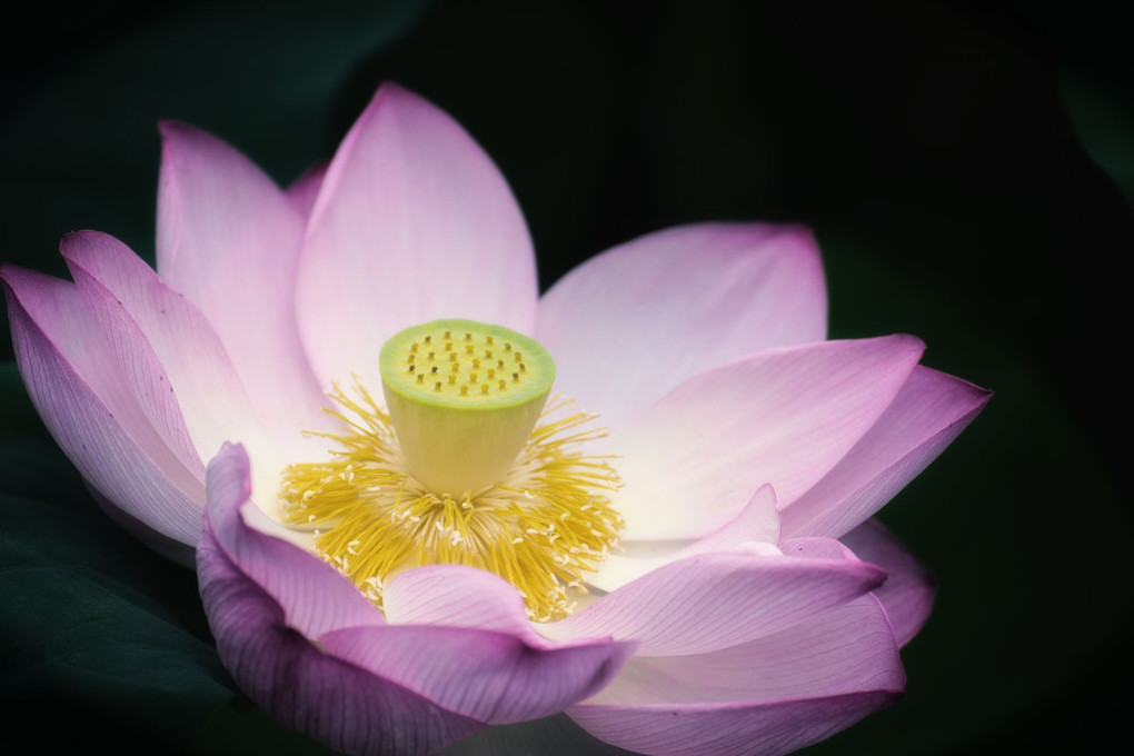  LOTUS (2020.不忍池）