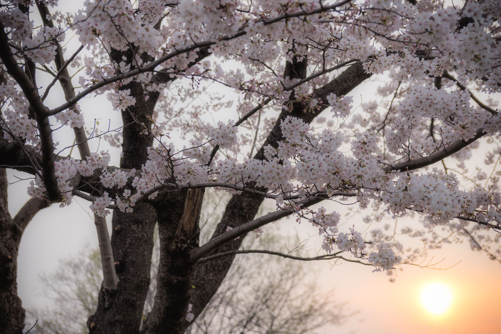 桜、そして夕陽