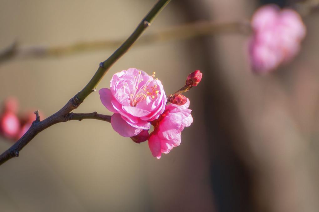 春のささやき