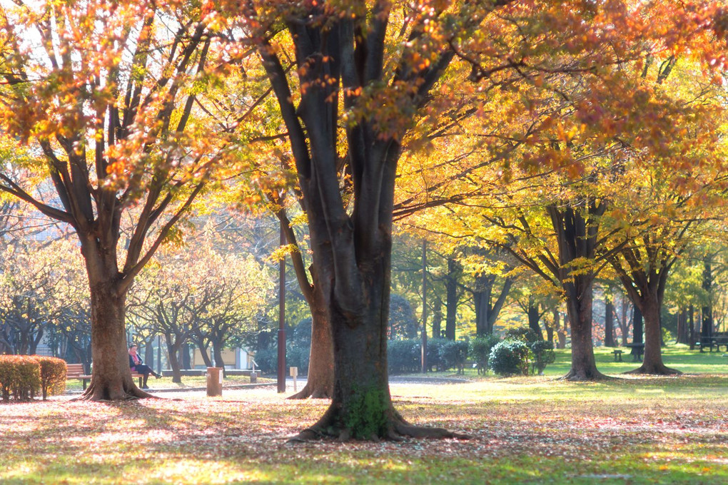 晩秋の中央公園