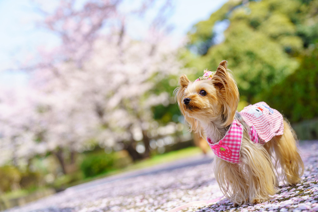 桜色の絨毯