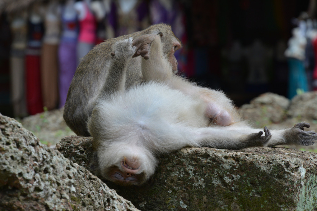 猿の昼寝