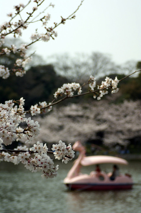 桜とスワンボート