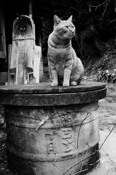 井戸の　上の　猫