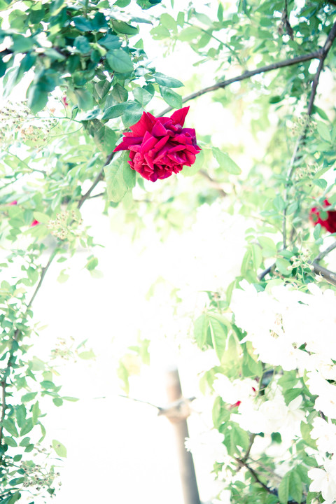 The　Rose　Garden