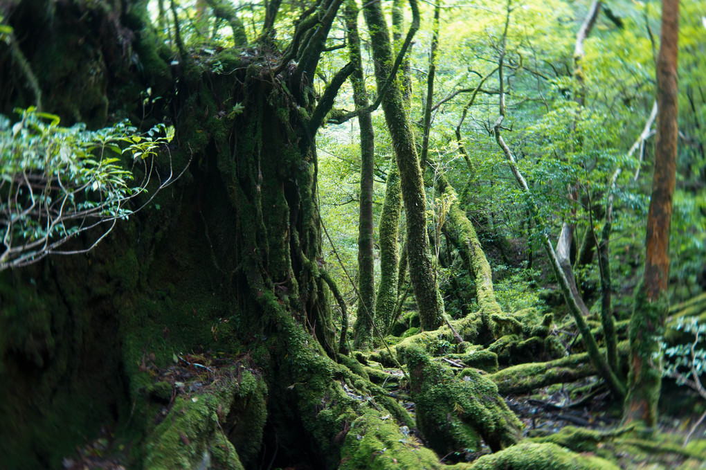 屋久の森