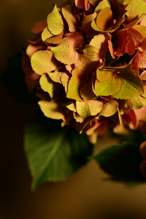 Autumnal-colored hydrangea