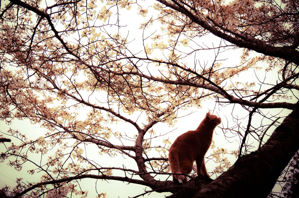 桜木に猫