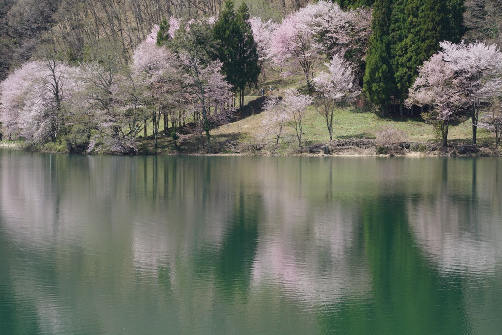 5月の桜と湖