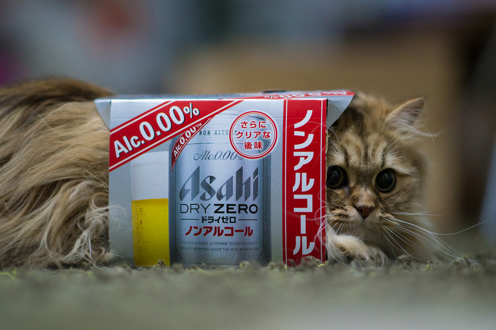 Cat in Non-alcoholic Beer