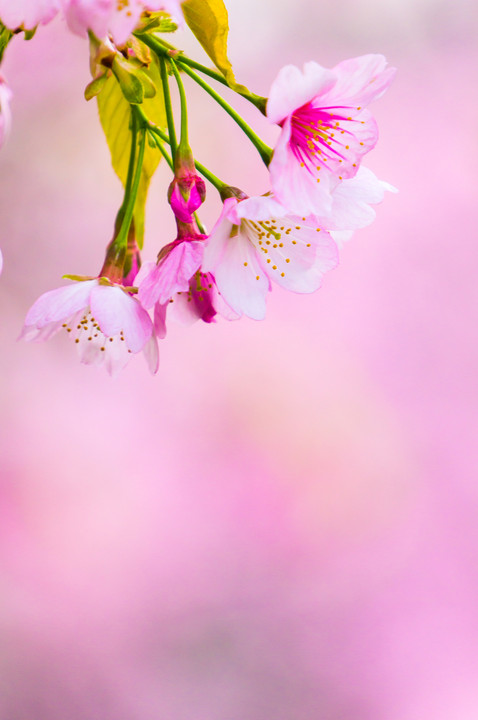 桜Color　－2014Var－