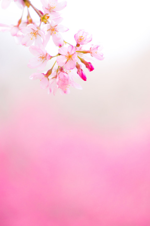 桜Color