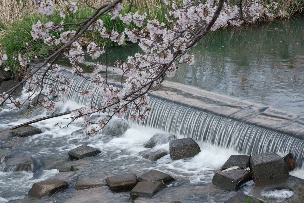 川沿いの桜