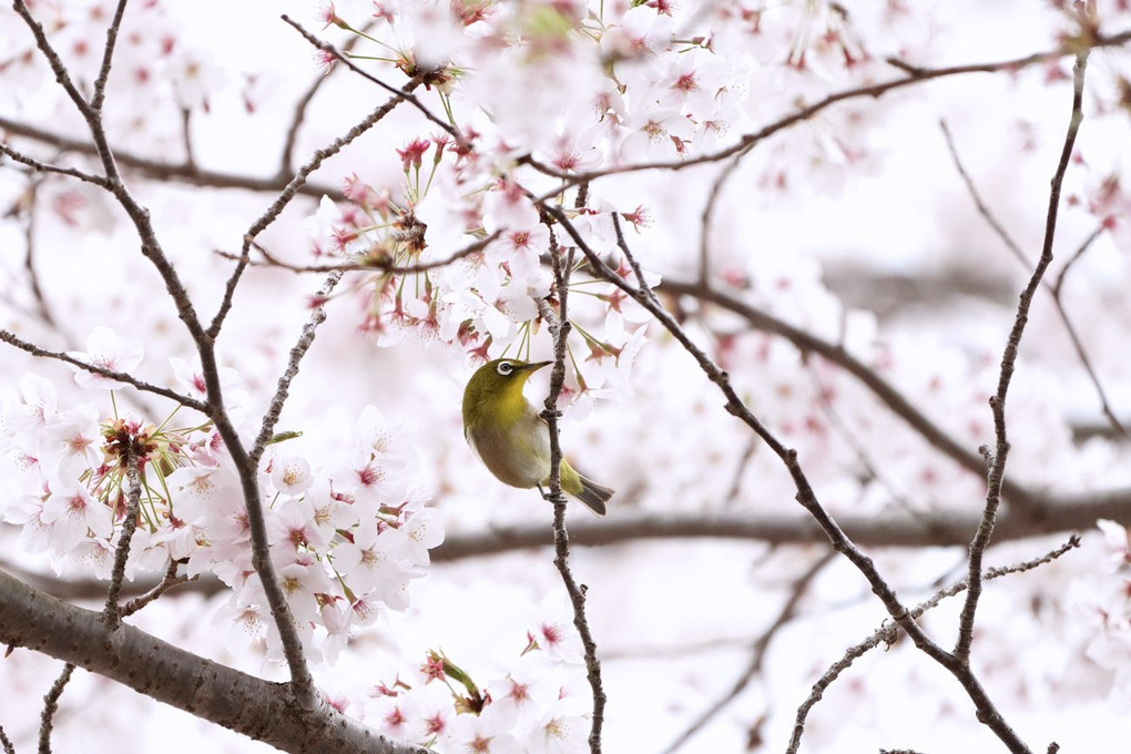 公園の鳥