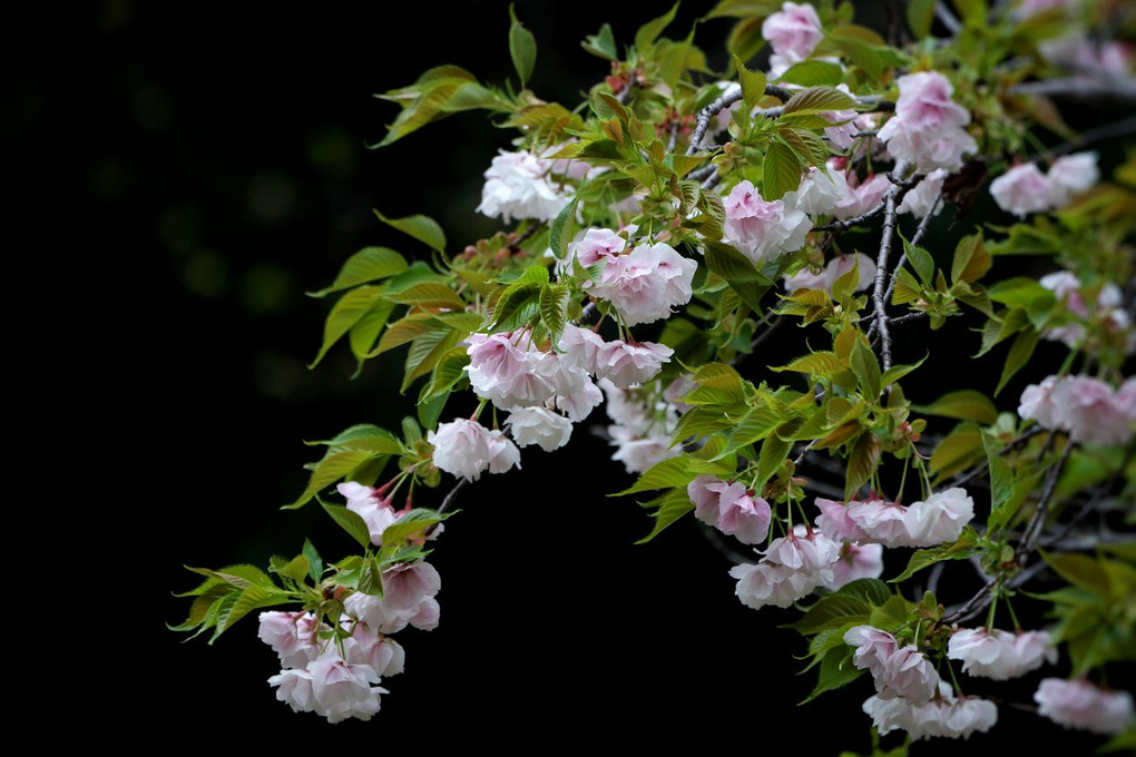 八重桜