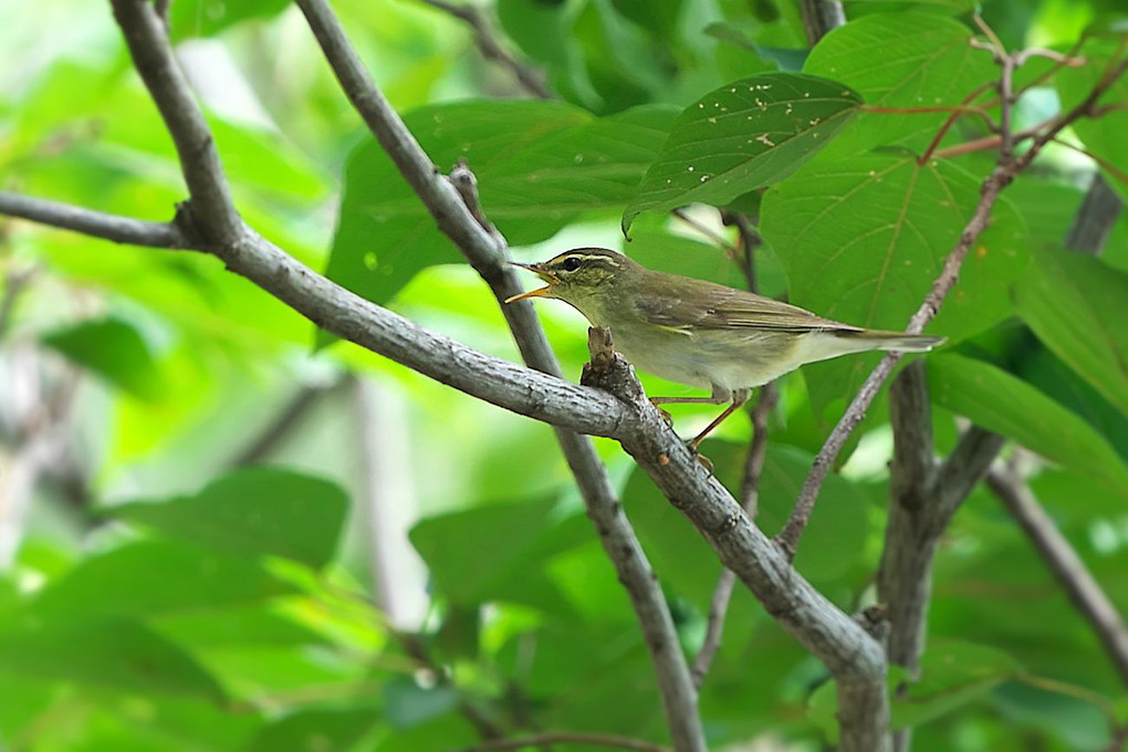 公園で探鳥