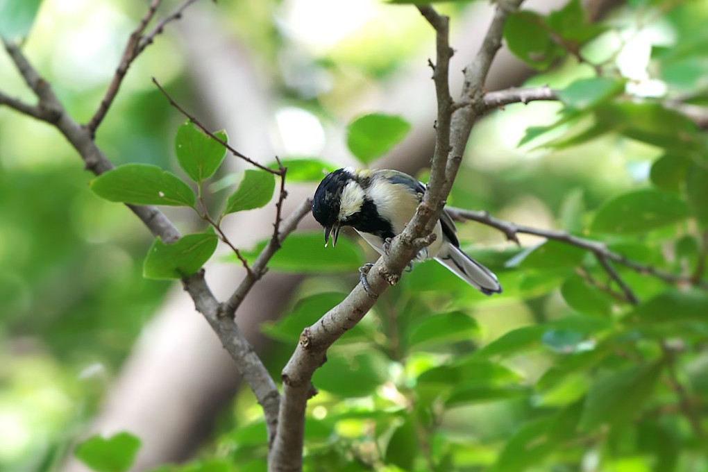 公園で探鳥