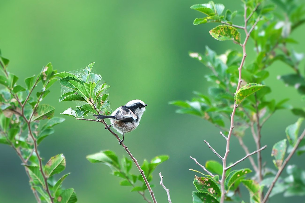 公園で探鳥