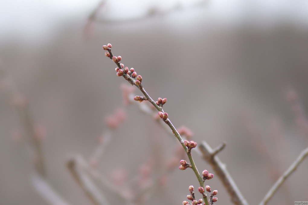 春の桜の新芽