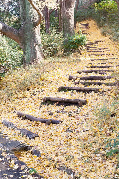 銀杏の落ち葉で覆われた階段