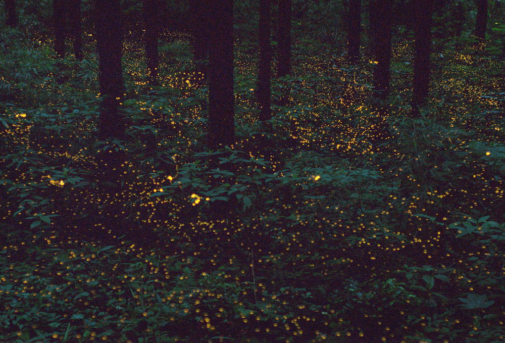 森の中の星空