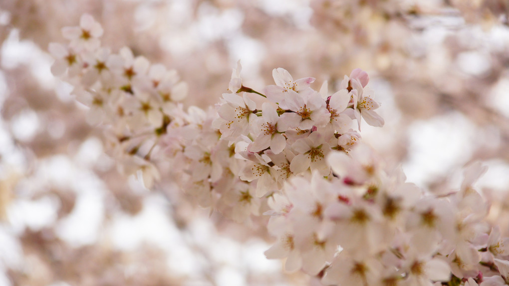 咲き誇る桜