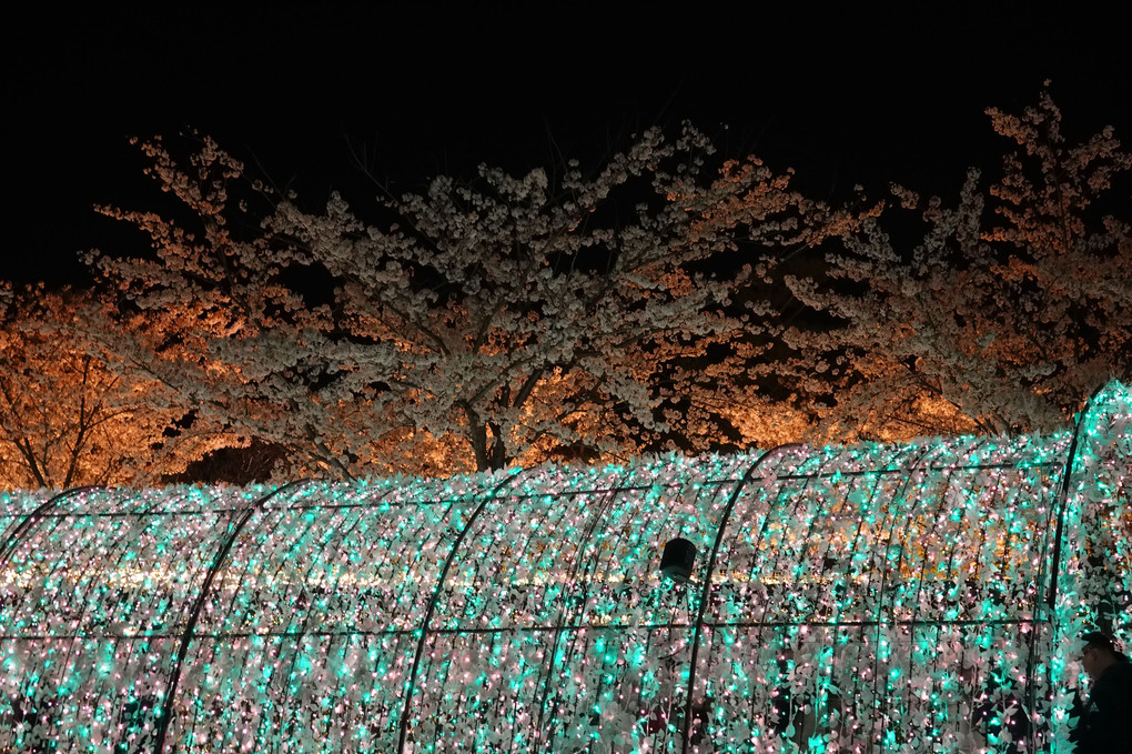 花の庭園のイルミネーション