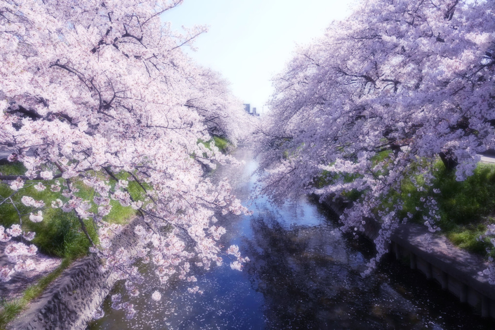 岩倉 五条川の桜