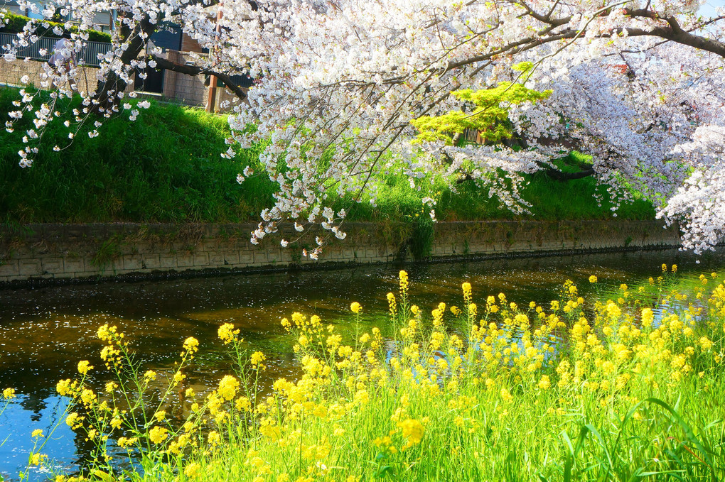 岩倉 五条川の桜