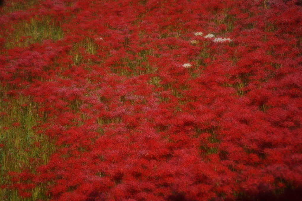 深紅の絨毯