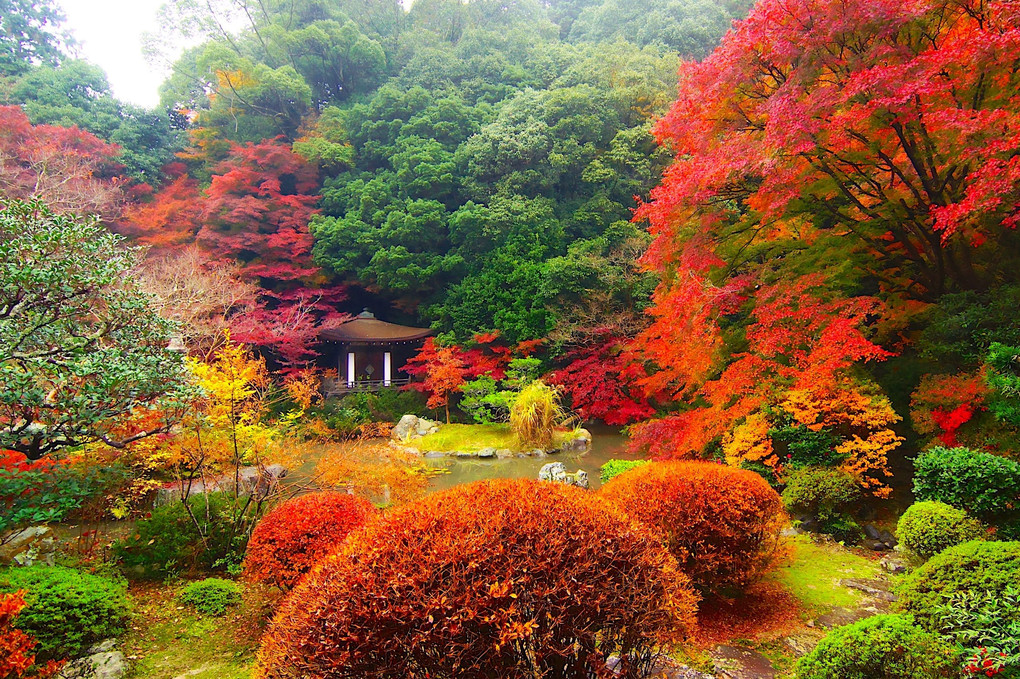 京の紅葉